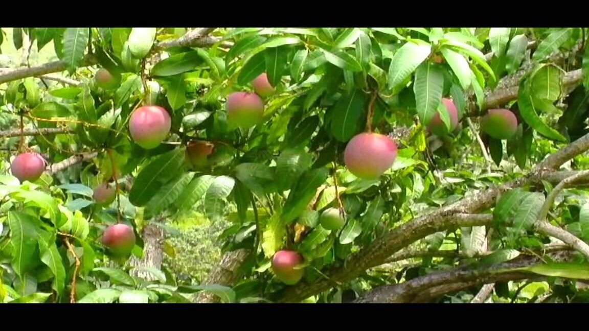 Cultiva Mangos En Casa Guía Para Plantar Un árbol De Mango