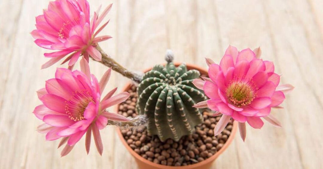 Descubre Los Diferentes Tipos De Cactus Y Cómo Cultivarlos