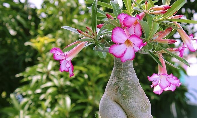 Guía Completa Cómo Crear Y Mantener Un Jardín De Suculentas Como Sembrar 5297